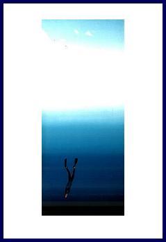 Pascal'freediver